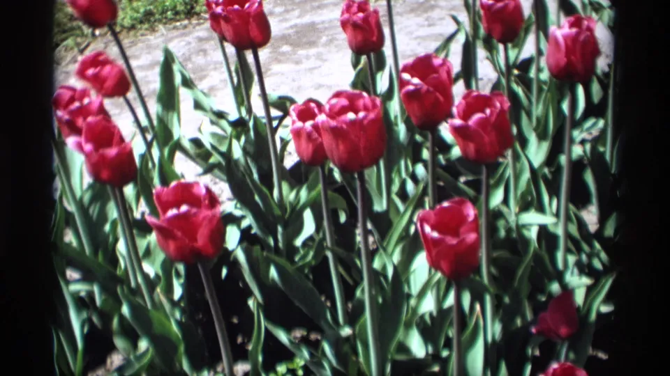 1969 8mm frame from Holland, Michigan showing deep red tulips and green leaves in a sunny garden close-up.