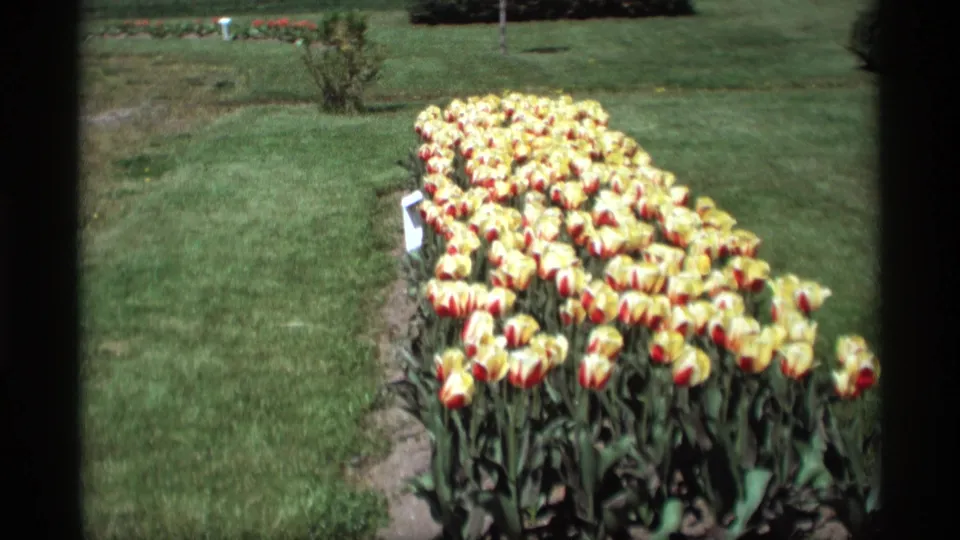 1969 Holland, Michigan garden view with a long border of yellow tulips marked red along a manicured lawn.