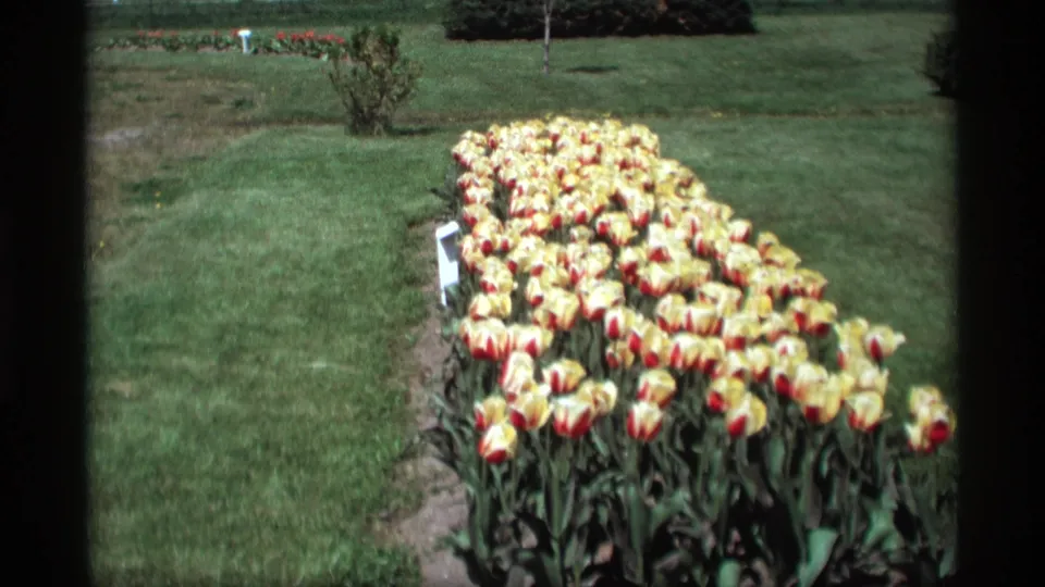Handheld 8mm view of a dense yellow and red tulip bed in Holland, Michigan, bordered by grass and garden soil.