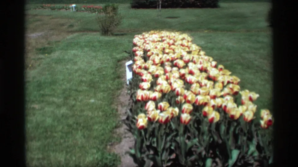 1969 8mm frame showing a long tulip planting with yellow and red blooms set against a sunny Holland, Michigan lawn.