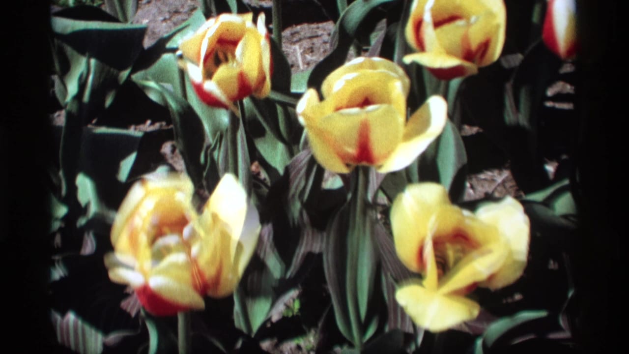 Yellow tulips with red accents growing in bright sun against green leaves and dark soil.