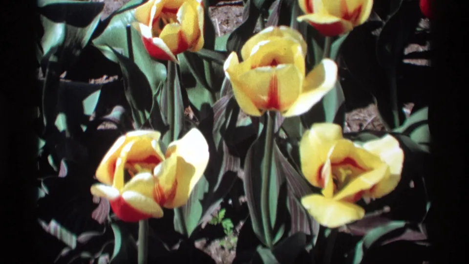 Close 8mm view of yellow tulips in Holland, Michigan, with saturated color and shadowed garden soil.