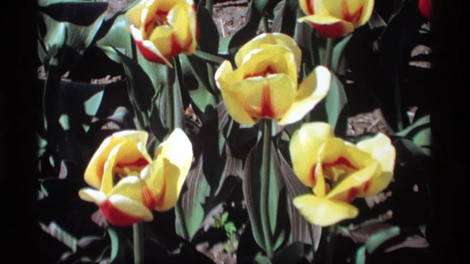 1969 home-movie frame showing yellow tulips with red centers, filmed close to the flower bed in Holland, Michigan.