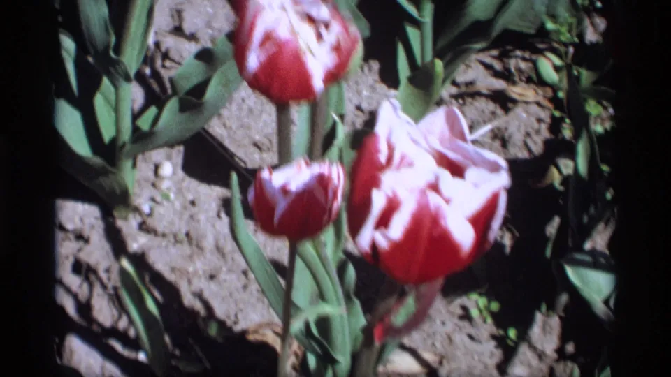 Close 8mm frame of red and white tulips in the Holland, Michigan garden footage, with soft focus and strong sun.
