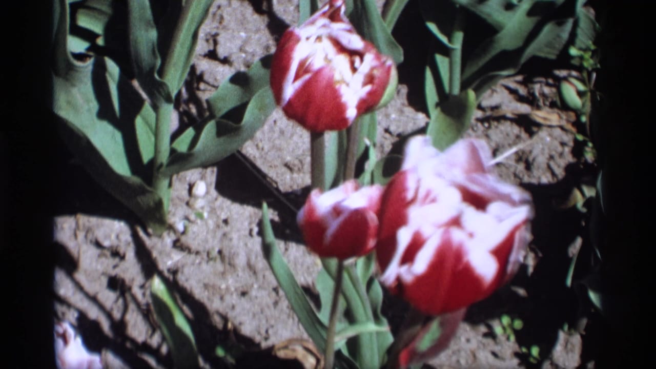 1969 Holland, Michigan 8mm frame showing red and white variegated tulips, green leaves, soil, and hard sunlight.