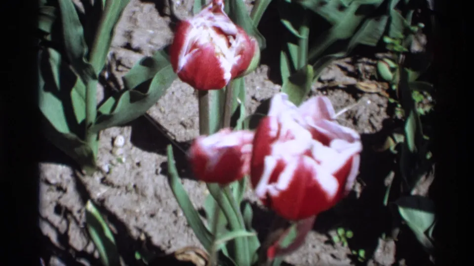 Close 8mm view of red and white tulips in Holland, Michigan, with leaves, stems, soil, and strong sunlit contrast.