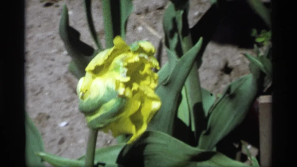 1969 Holland, Michigan frame with a yellow ruffled tulip, green leaves, stem, soil, and soft 8mm motion blur.