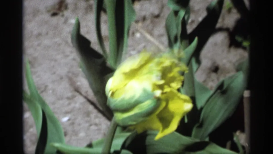 Soft 8mm close-up from Holland, Michigan showing a yellow tulip, green foliage, garden soil, and dark plant shadows.