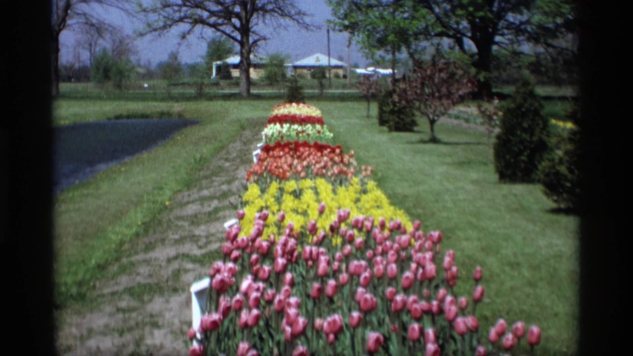 1969 Holland, Michigan 8mm frame showing colorful tulip rows stretching through a manicured outdoor garden.
