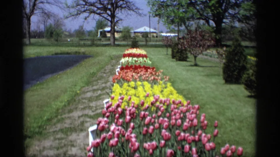 Color 8mm view of a Holland, Michigan tulip bed arranged in bright bands across a suburban garden landscape.