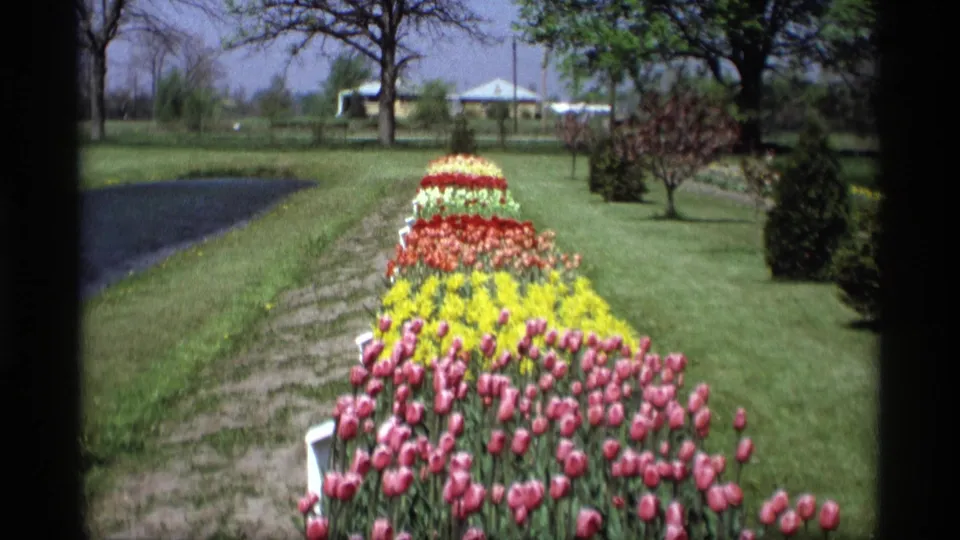 Handheld 8mm frame of bright tulip rows in a sunny Holland, Michigan garden, with lawns and trees in the background.