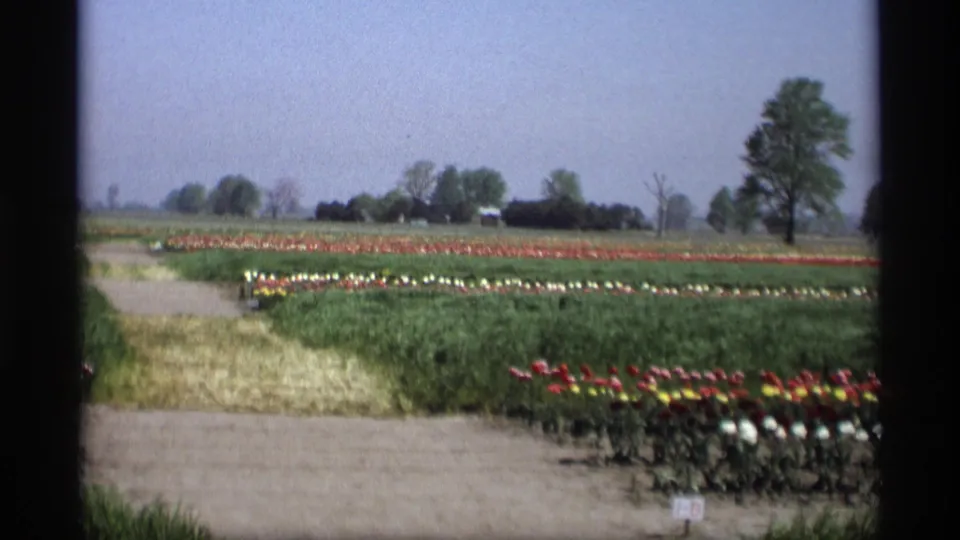 Wide 1969 Holland, Michigan garden view with tulip beds, open paths, trees, and low buildings in the distance.
