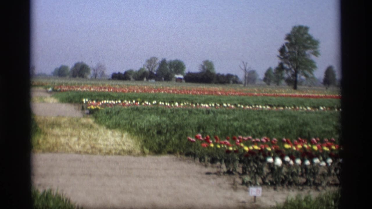 1969 Holland, Michigan 8mm frame showing broad tulip rows, green field beds, distant trees, and a paved visitor path.