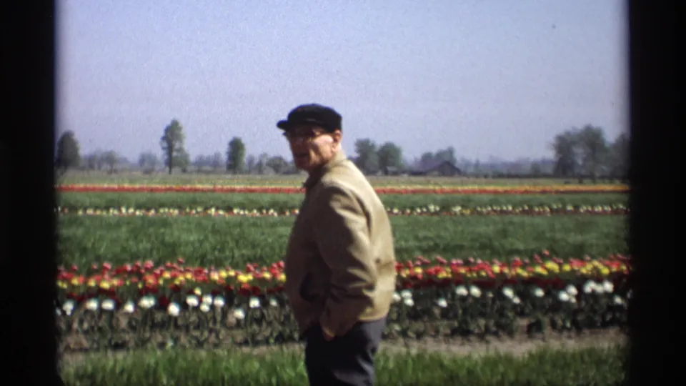 Adult man in a cap and jacket pauses near tulip rows in this 1969 Holland, Michigan home-movie frame.
