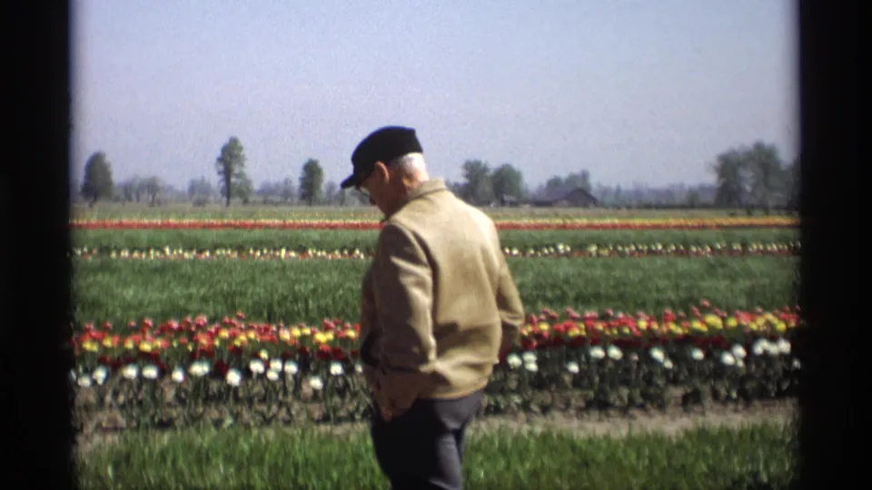 In Holland, Michigan, an adult visitor walks slowly along colorful tulip rows in a 1969 8mm home-movie frame.