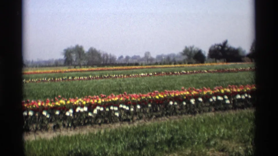 1969 Holland, Michigan frame showing long rows of tulips across a green field with a low tree line and open sky.