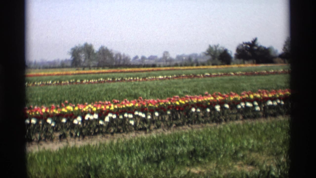 Wide tulip field with rows of colorful flowers, green grass, distant trees, and black film borders.