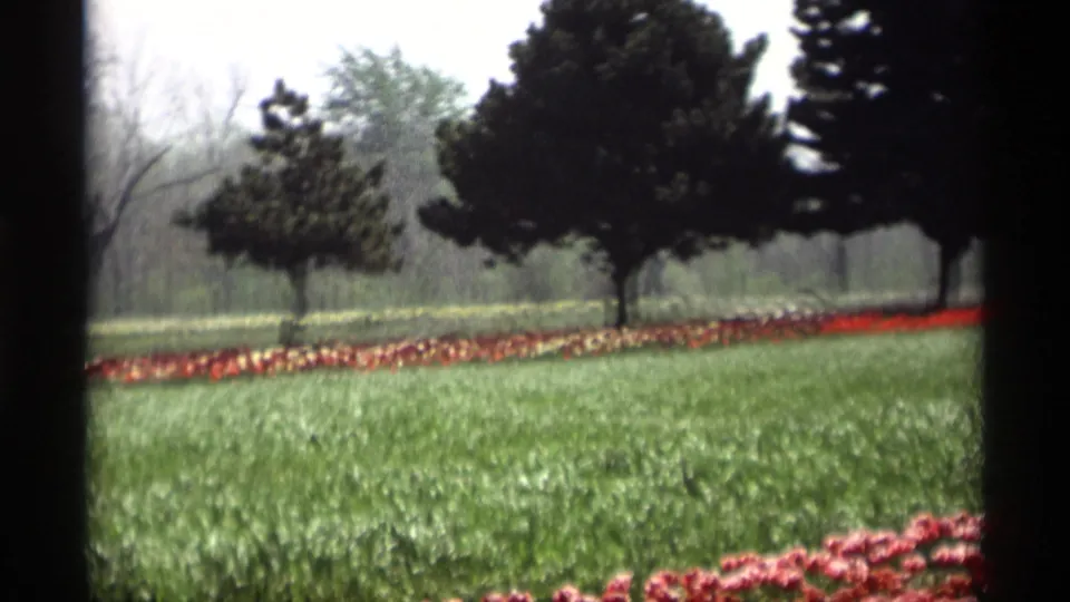Visitor-shot 8mm frame in Holland, Michigan showing green lawn, red tulip bands, large trees, and soft spring background foliage.