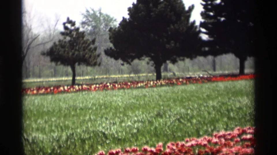 1969 home-movie frame from Holland, Michigan with red tulips in front, open green field, tree line, and soft 8mm exposure.