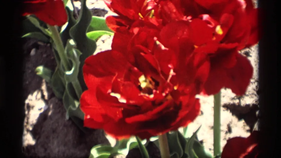 Close 8mm view of a red tulip bloom in the Holland, Michigan footage, with green leaves, stems, soil, and saturated color.