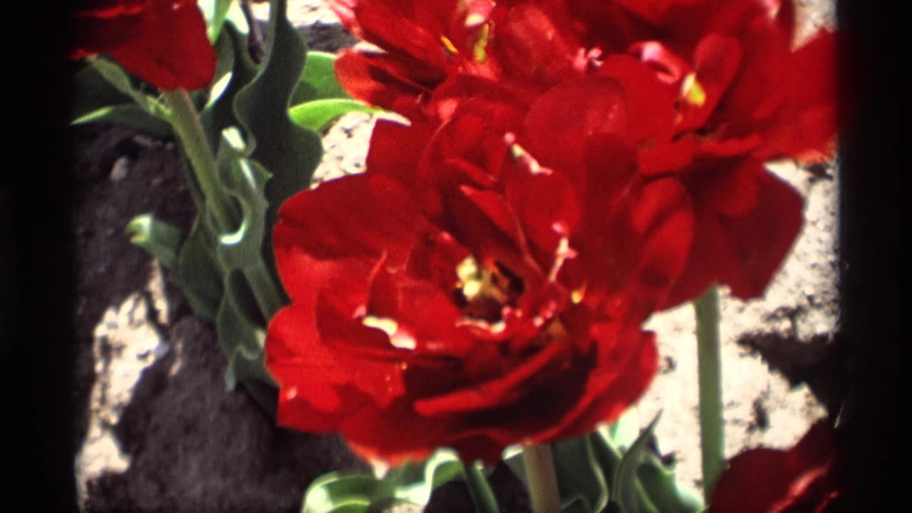 Red tulips in close-up above dark garden soil and green leaves.