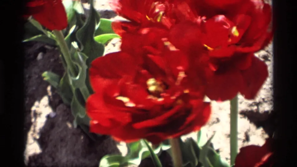 Close 8mm view of red tulips in Holland, Michigan, with soft focus, green stems, garden soil, and dark vertical frame borders.