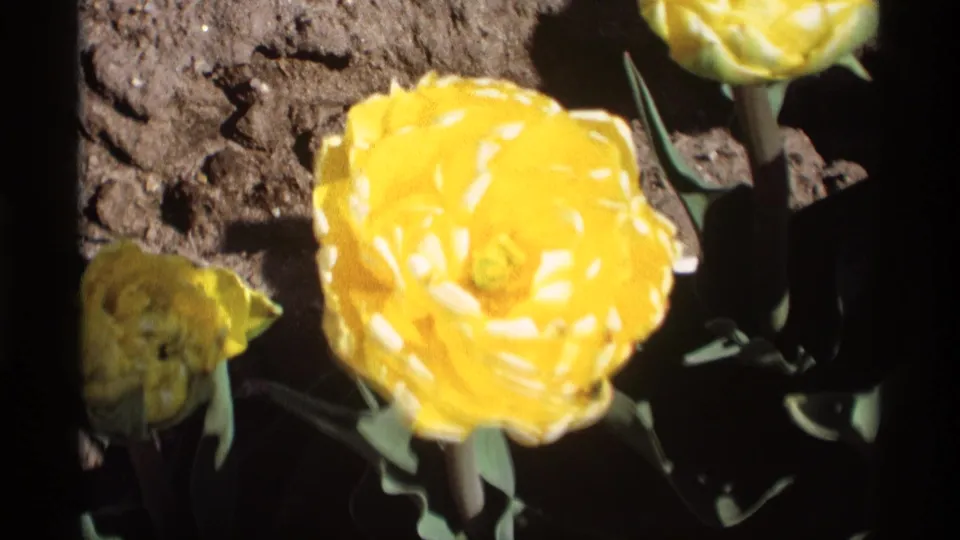 1969 8mm home-movie frame of a yellow tulip in a garden bed, surrounded by green leaves, dark soil, and strong sunlight.