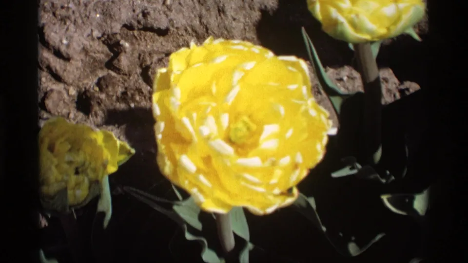 Close 8mm frame from Holland, Michigan showing a yellow tulip, a partial bloom above it, green foliage, soil, and dark scan edges.