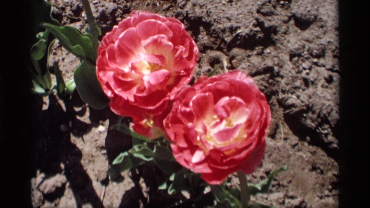 Close 1969 8mm frame from Holland, Michigan showing two pink-red tulips, green leaves, and dark garden soil in hard sun.