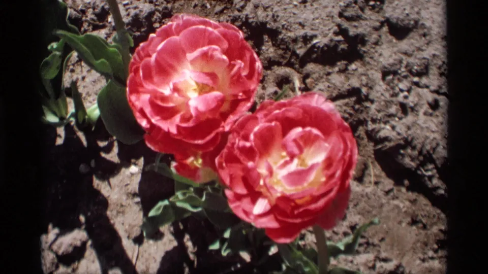 Close 1969 8mm frame from Holland, Michigan showing two pink-red tulips, green leaves, and dark garden soil in hard sun.