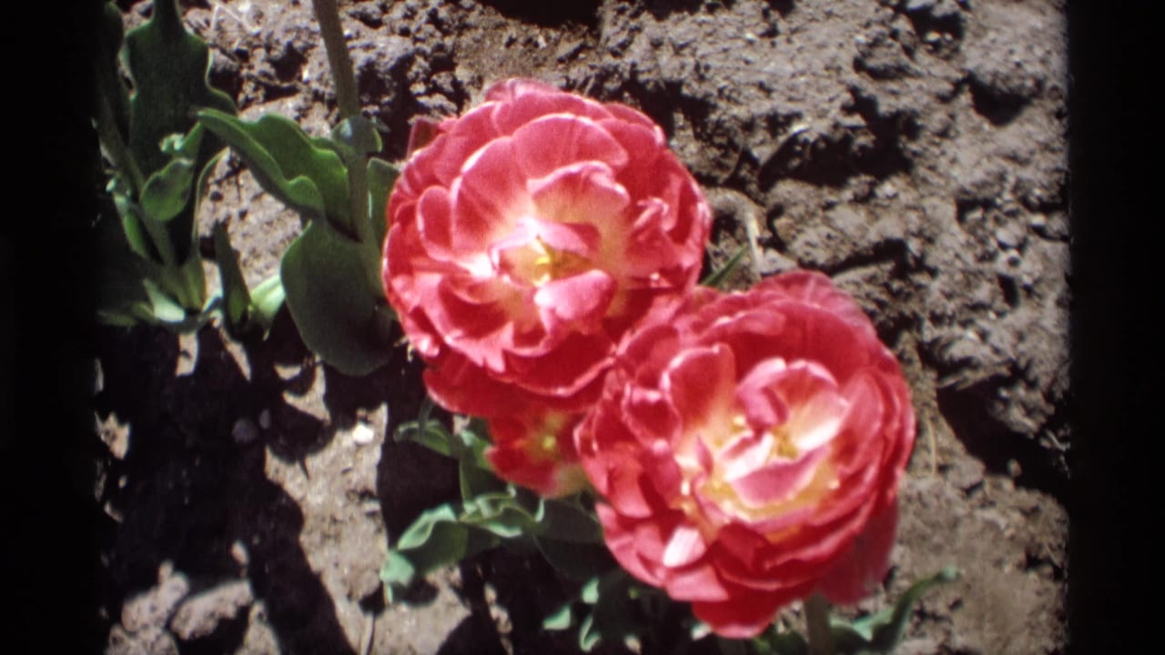 1969 Holland, Michigan 8mm close-up of two pink-red tulips with green foliage and rough garden soil visible behind them.