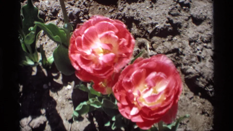 Handheld 8mm view of pink-red tulips in Holland, Michigan, with saturated petals, green leaves, and textured soil.