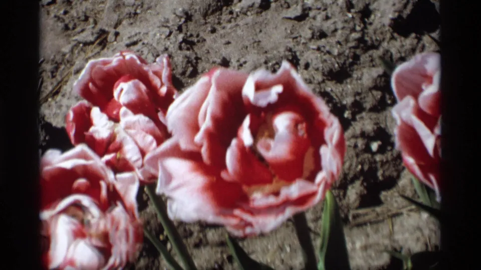 1969 8mm frame from Holland, Michigan showing paler pink tulips, open petals, stems, and dark garden soil in bright sun.