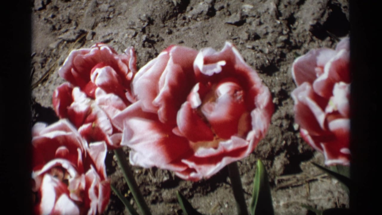 Close-up 1969 8mm view of pink and red tulips in a Holland, Michigan garden, with dark soil behind them.