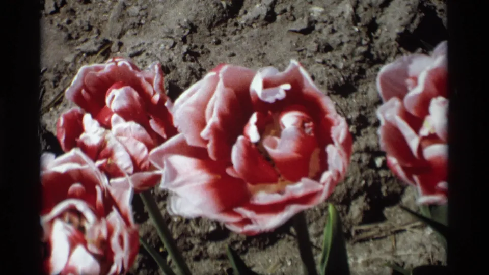Close-up of red and pink tulip blossoms in the 1969 Holland, Michigan garden footage, framed by dark soil and film edge shadow.