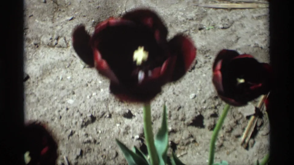 Dark maroon tulips on green stems appear in soft 8mm focus over pale garden soil in the Holland, Michigan clip.