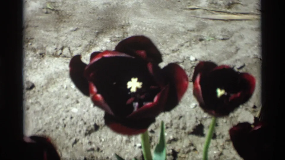 Two dark maroon tulips with pale centers are shown in a sunlit 1969 8mm garden view from Holland, Michigan.