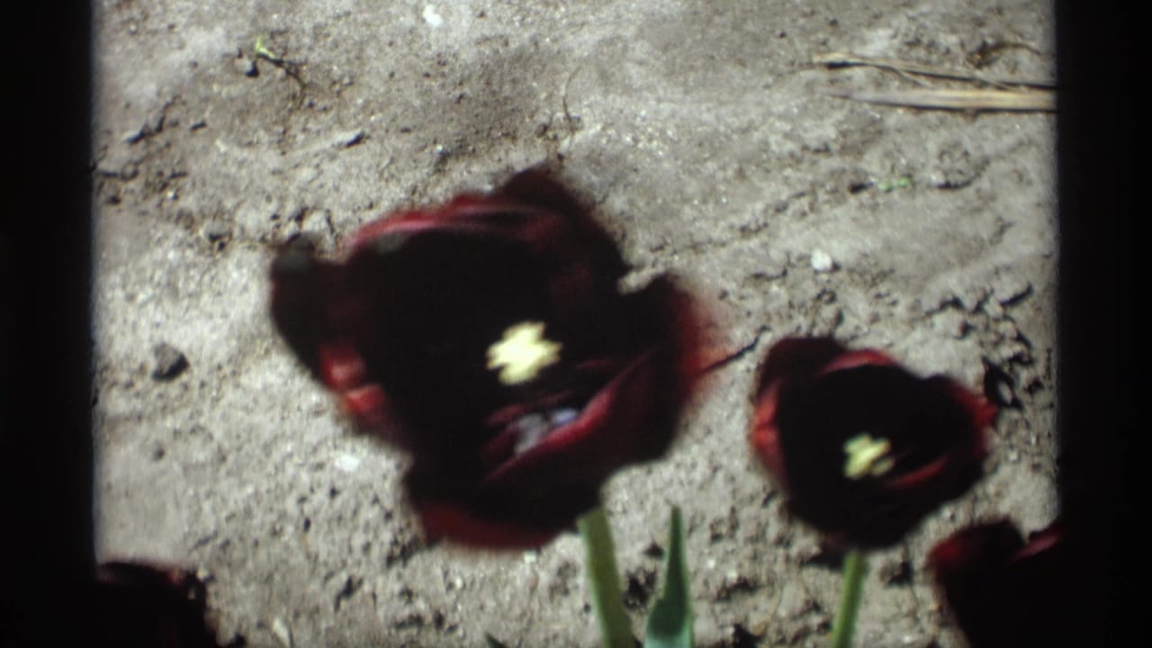 Dark red tulips in a sunny garden bed with soil and black film borders.