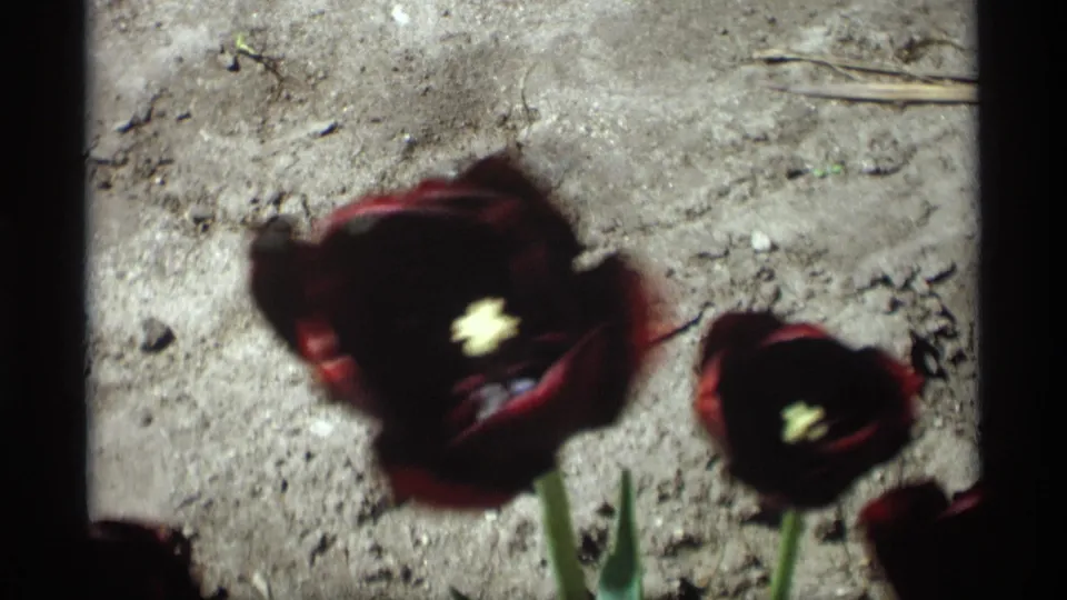 1969 8mm frame from Holland, Michigan showing dark red tulips in a sunlit garden bed, with soil and film-frame edges visible.