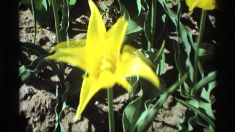 1969 Holland, Michigan garden footage showing a bright yellow tulip in soft focus, surrounded by green leaves and dry soil.