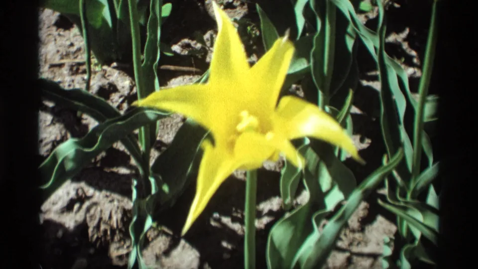 A soft-focus 8mm frame shows a yellow tulip blooming in a Holland, Michigan garden, with green leaves and soil visible around it.
