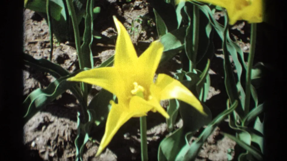Final 1969 8mm frame showing a yellow tulip close-up in a Holland, Michigan garden, with green foliage and soil in the background.