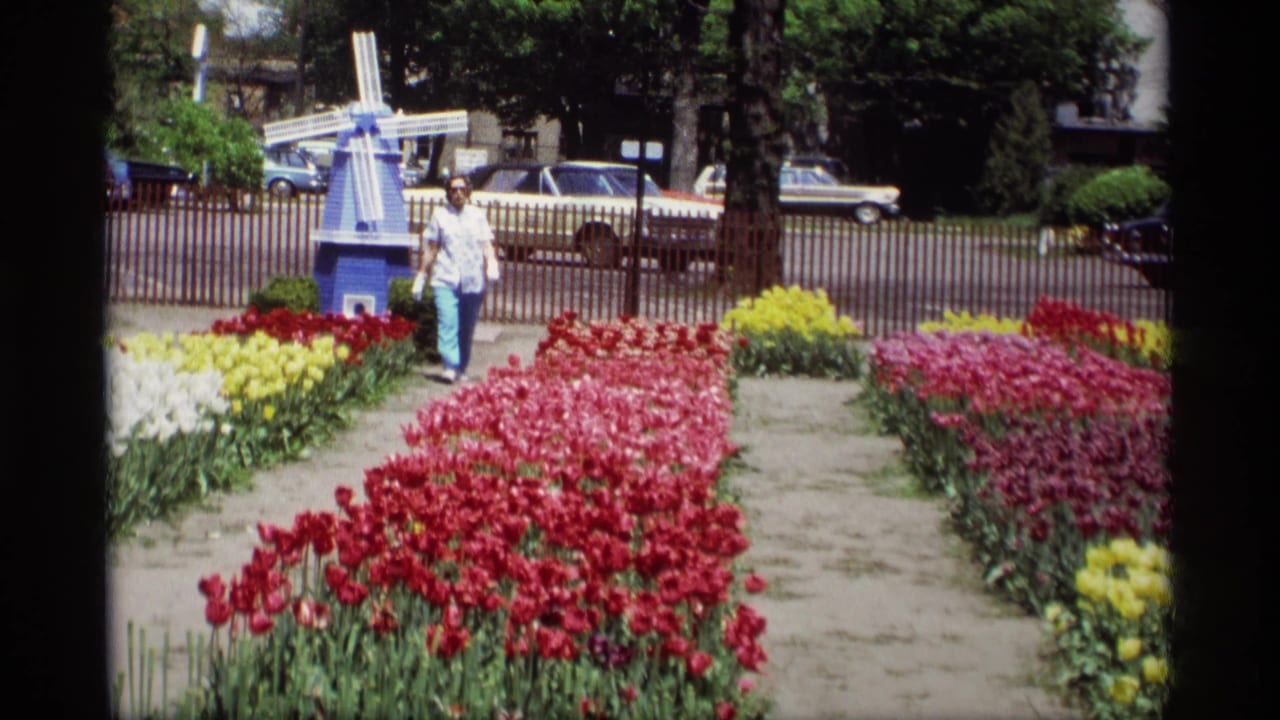 1969 Holland, Michigan tulip garden view with a woman walking past rows of flowers and a Dutch-style windmill.