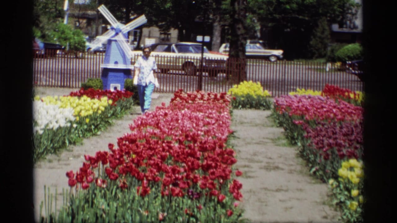 Holland, Michigan festival garden scene with red and yellow tulips, a woman visitor, vintage cars, and a Dutch-style windmill.