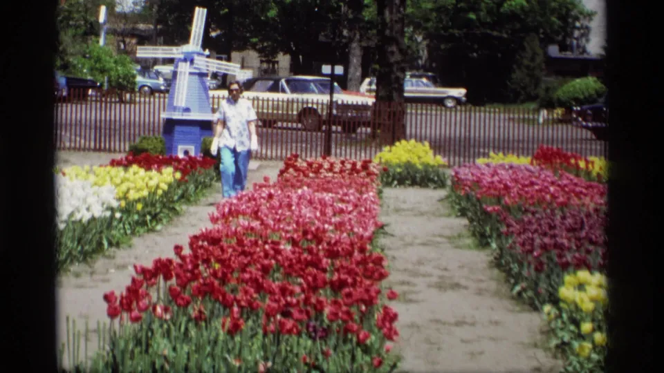 1969 home-movie frame from Holland, Michigan showing a visitor among tulip beds with a Dutch-style windmill behind her.