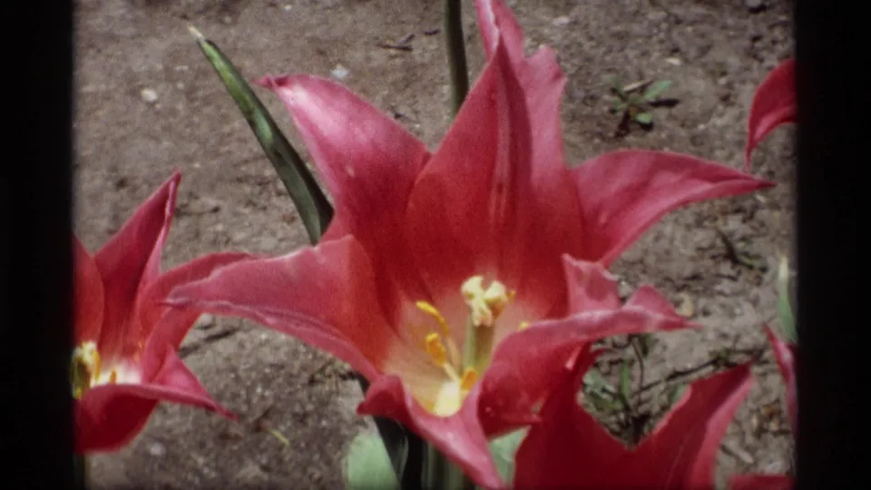 Close-up 8mm frame of red tulips in the Holland, Michigan festival garden, with soil visible behind the blooms.