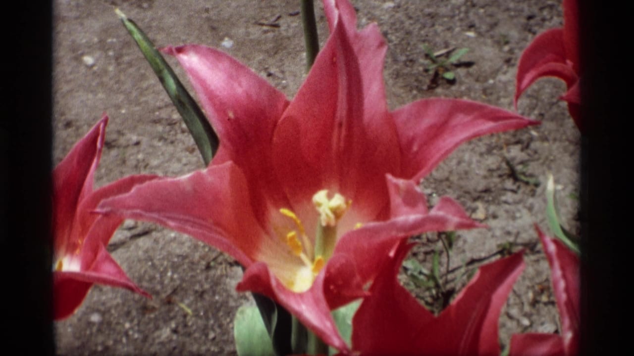 Close-up of a red tulip in Holland, Michigan, from 1969 8mm home-movie footage, with soil and film-frame edges visible.