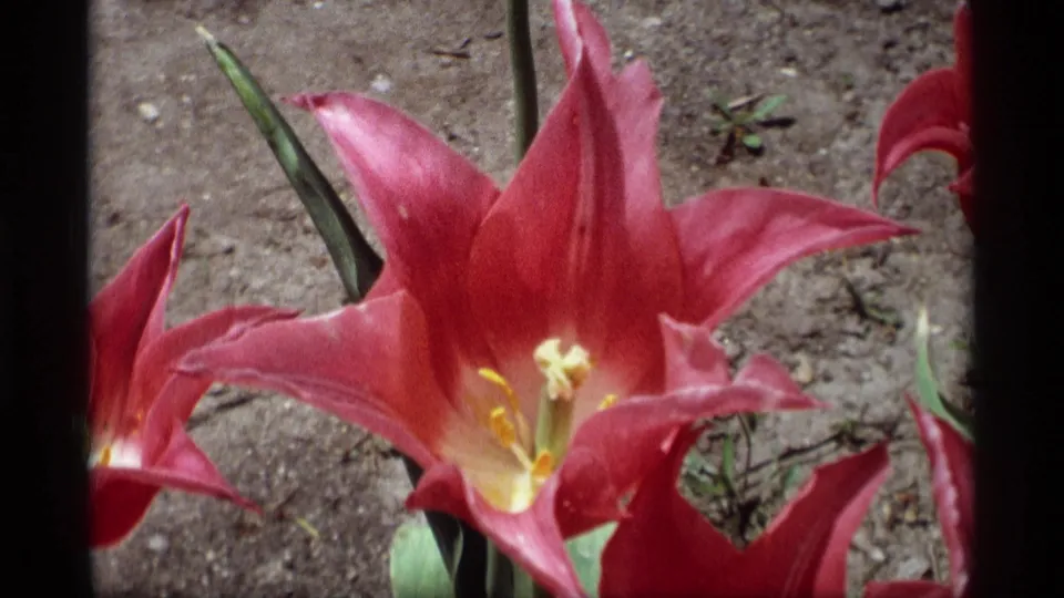 Close 1969 Holland, Michigan garden view of a red tulip bloom, framed by soil, green stems, and partial flowers at the edges.