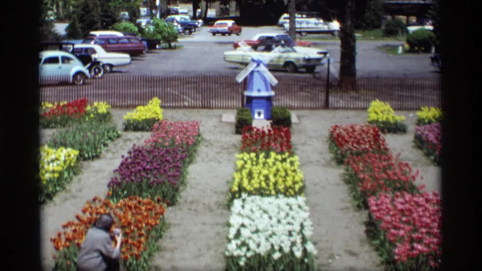 Wide Holland, Michigan tulip garden view from 1969, with colorful flower beds, a small blue windmill, parked cars, and a person near the plants.