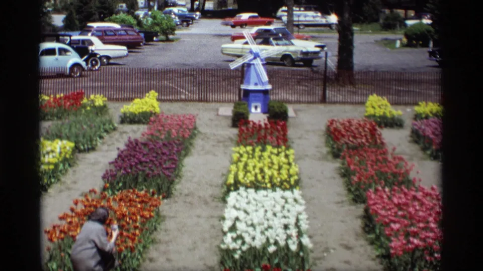 1969 Holland, Michigan garden scene with rows of tulips, a small blue windmill, fence, trees, and classic cars parked behind the garden.